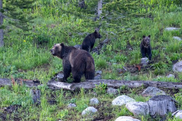 Medium RGB NAT HAB yelj Wyoming Black Bear
