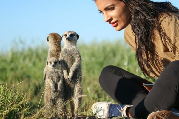 Meerkat Botswana