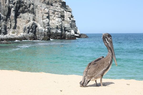 Mexico Baja California pelican on beach