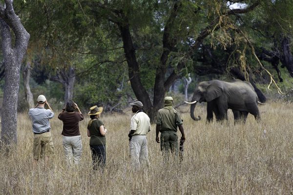 Elephant on walking safari Mfuwe  lodge South Luangwa Zambia