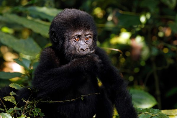 Mgahinga Gorilla Uganda Canva