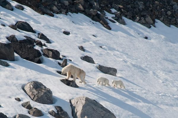 Mother polar bear and cubs Svalbard Arctic Polar min