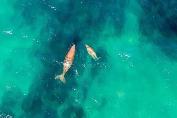 Mozambique Whale Watching From Above