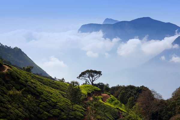 Munnar Tea Plantations