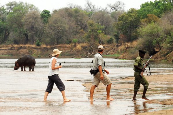 North Luangwa Walking Safari Zambia
