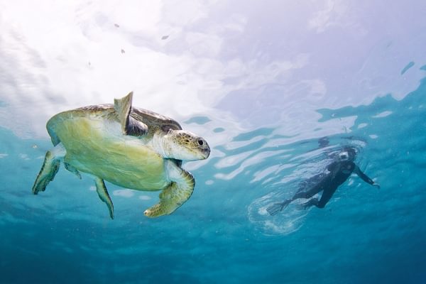 Ocean Safari Snorkelling In The Tofo Area Of Mozambique