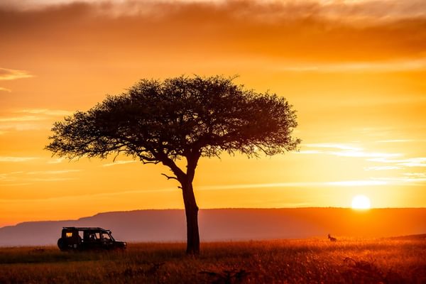 Offbeat Mara Camp game drive
