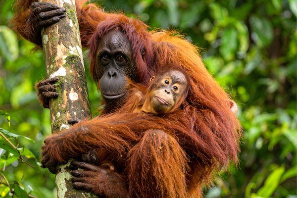 Orangutan borneo canva