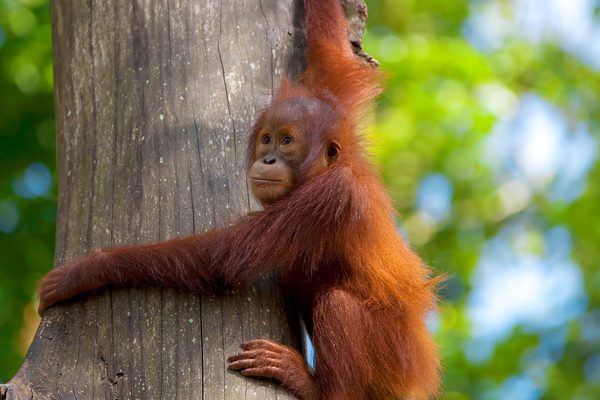 Orangutan Borneo Canva