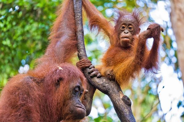 Orangutans Borneo
