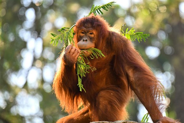 Orangutan Wild Borneo Explorer Canva
