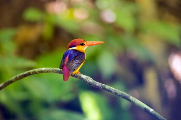 Oriental dwarf kingfisher Borneo