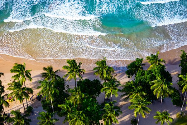 Palm tree liked beach philippines canva