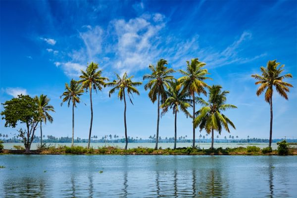Palm Trees On The Kerala Backwaters