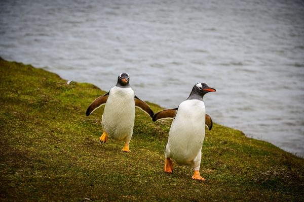 Penguins Falkland Islands