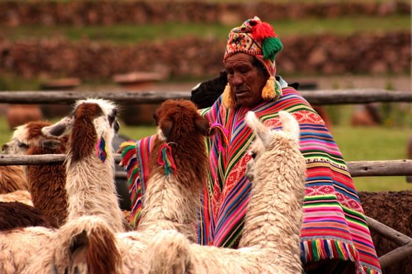 Peru local llama