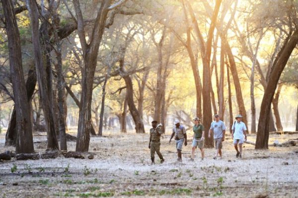 Pic 1 Old Mondoro Walking Safari Zambia