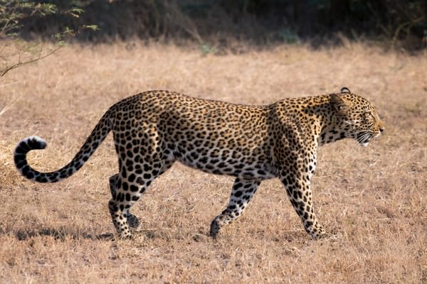 Pic 3 Leopard Gabriella Costantini South Luangwa Zambia