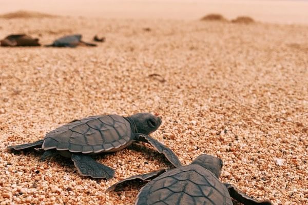 Principe collection sustainable hotels and resorts west Africa Sao tome Principe turtles 2