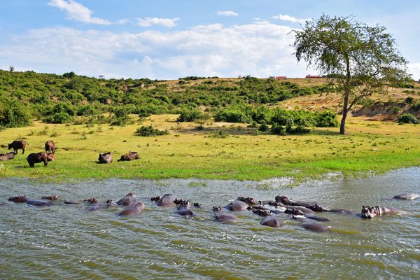 QENP Uganda Canva