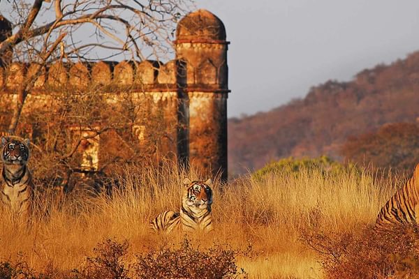 Ranthambore National Park Sher Bagh