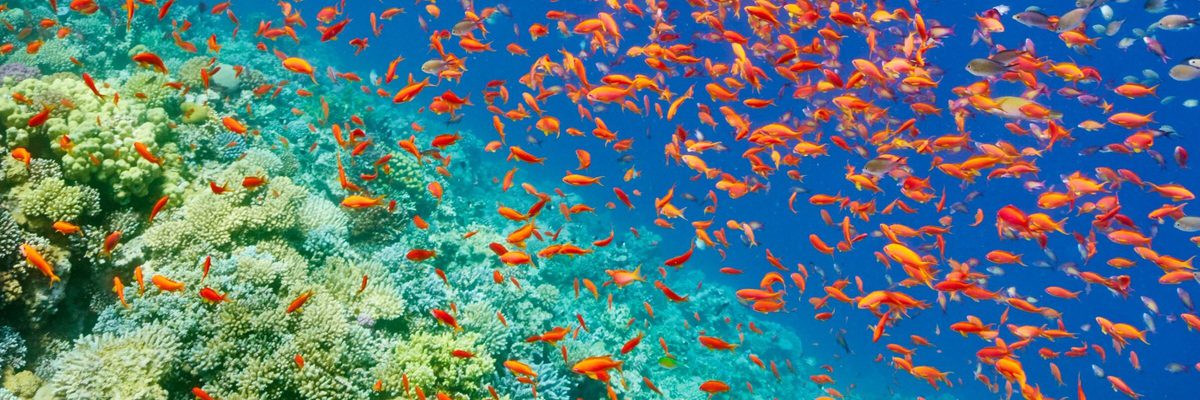 Red Sea at Sharm El Sheikh Egypt