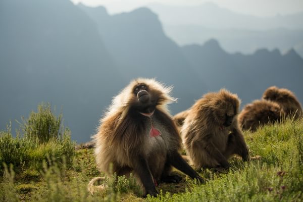Resized Geladas In The Simien Mountains Near Limalimo
