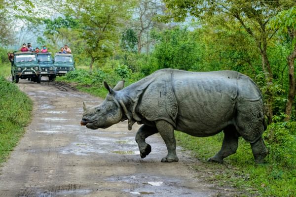 Rhino On Safari In Kaziranga