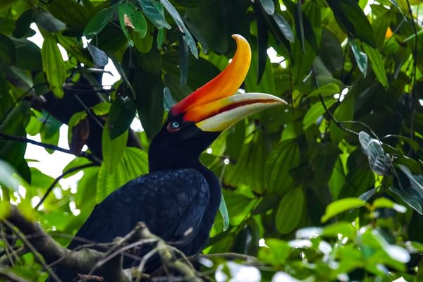 Rhinoceros hornbill Borneo