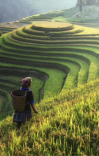 Rice terraces sapa vietnam canva