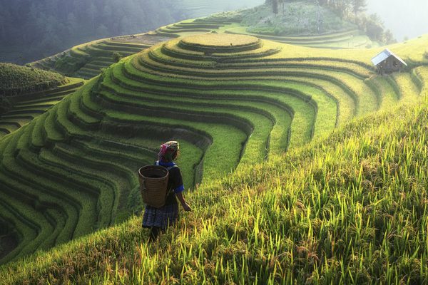 Rice terraces sapa vietnam canva