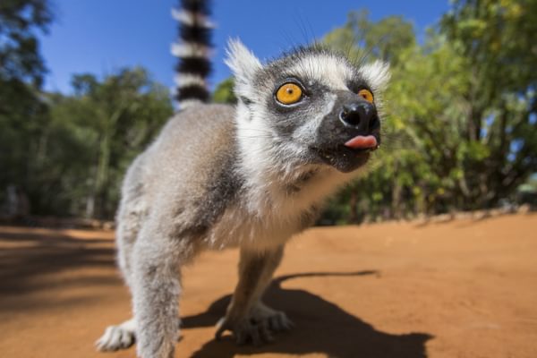 Ring Tailed Lemur In Madagascar