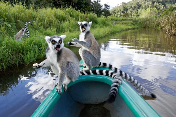 Ring Tailed Lemurs On Lemur Island
