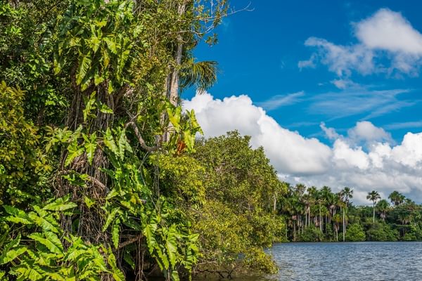 River peruvian Amazon jungle Madre de Dios Peru Canva Pro