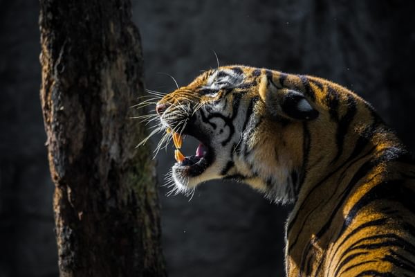 Roaring Tiger in the Wild Canva Pro