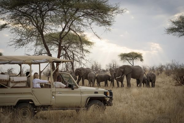 Ruaha Game Drive