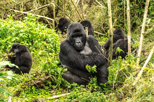 Rwanda 1