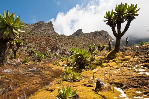 Rwenzori Uganda Canva