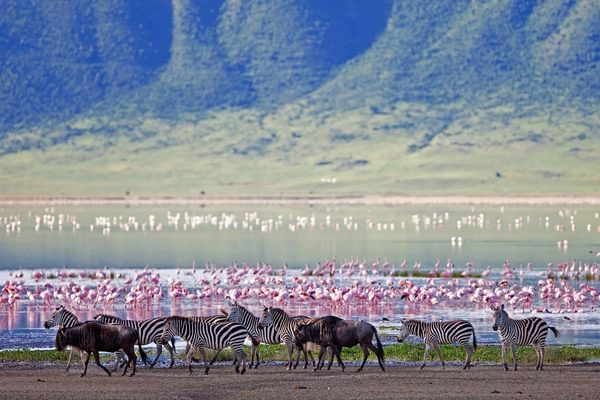 Sanctuary Ngorongoro Crater Camp Game Drive