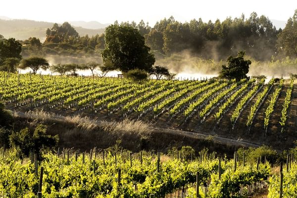 Santa Rita Vin Yard Chile 2