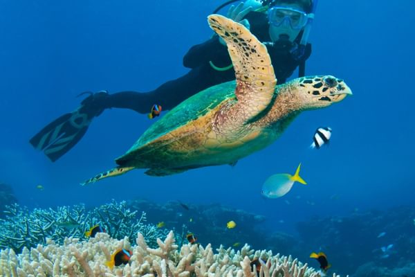 Scuba Diving Atlantic ocean 1