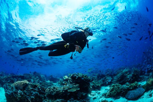 Scuba Diving In The Maldives
