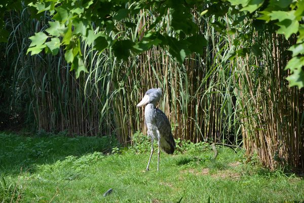 Shoebill Bangweulu Park Zambia Pixabay