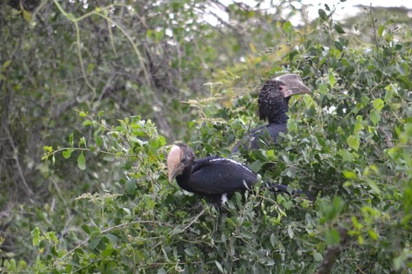 Silvery Cheeked Hornbills At Bale Mountain Lodge