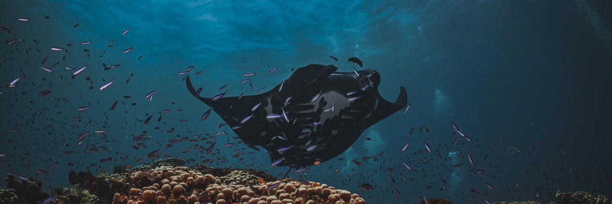 Snorkel with manta landscape Fiji October