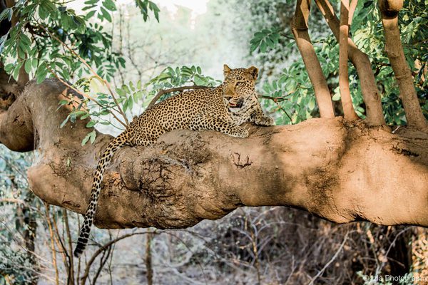 South Luangwa Leopard