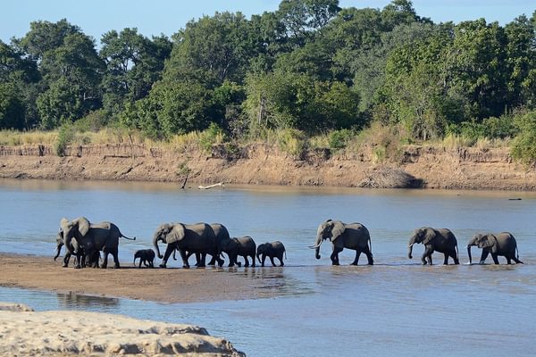 South Luangwa National Park Zambia