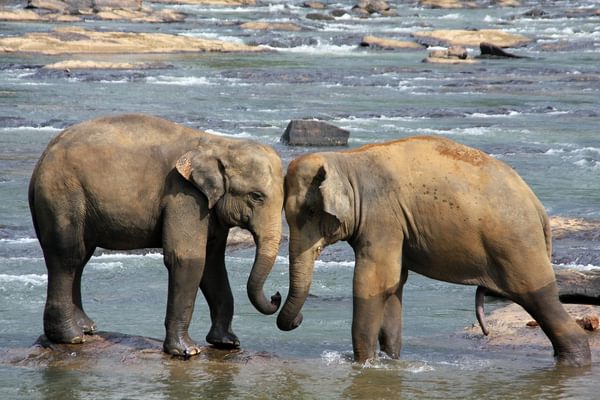 Sri Lanka Elephants