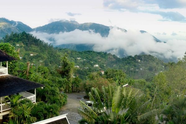 Strawberry Hill IO 2407 Hill Jamaica Caribbean