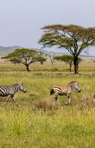 Tanzania Safaris Canva1